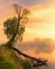 "Old Willow" / ***