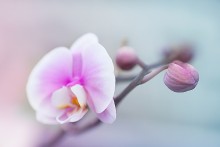 tenderness orihidei / ***