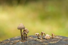 Unnecessary mushrooms / ***
