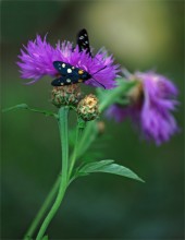 Zygaenidae / ***