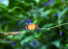 butterfly tiger / ***