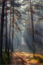 The rays of the autumn / ***