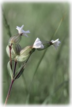 Wild flower / ***