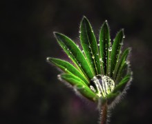 A Cup of Water / ***