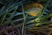 Leaves / ***