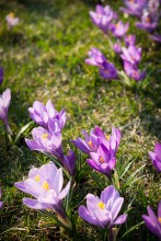 Bloom .. / ***