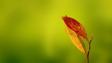 Herbst-Skizzen / ------