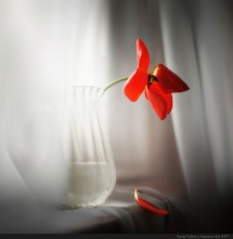 SPRING HAIKU / ***