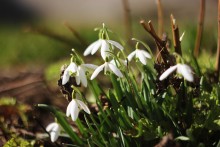 the first color of spring / ***