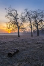 Morning Trio / ***