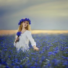 Cornflowers field / ***