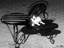 Yawning cat / ***
