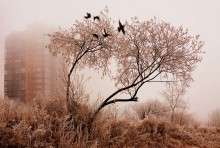 Birds Wings ... Sunday zastuzheny / ***