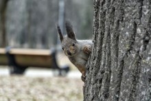 Squirrel / ***