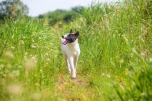Summer walk / ***