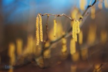 Spring / ---