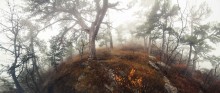 Forest Ai-Petri / ***
