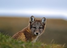 Arctic fox / ...