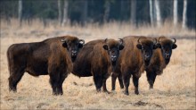 / Bialowieza stories / / [img]http://img-fotki.yandex.ru/get/5307/1623550.22/0_9e09d_3fe71630_orig.jpg[/img]
[img]http://img-fotki.yandex.ru/get/4405/1623550.22/0_9e0a0_70babe21_orig.jpg[/img]
[img]http://img-fotki.yandex.ru/get/3203/1623550.22/0_9e0a3_68b186a_orig.jpg[/img]
[img]http://img-fotki.yandex.ru/get/16153/1623550.22/0_9e0a1_3ee49e16_orig.jpg[/img]
[img]http://img-fotki.yandex.ru/get/16135/1623550.22/0_9e0a5_72119a45_orig.jpg[/img]
[img]http://img-fotki.yandex.ru/get/15548/1623550.22/0_9e0a8_de02fc07_orig.jpg[/img]
[img]http://img-fotki.yandex.ru/get/16177/1623550.22/0_9e0a2_ef9837eb_orig.jpg[/img]
[img]http://img-fotki.yandex.ru/get/15569/1623550.22/0_9e0ab_2af0f515_orig.jpg[/img]
[img]http://img-fotki.yandex.ru/get/3000/1623550.20/0_9dc8d_953e18f5_orig.jpg[/img]
