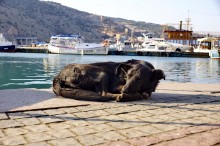 In anticipation of the owner / ***