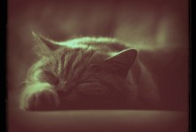  / Man muss Katzen nicht beibringen, wie man es sich gemütlich macht,
in dieser Hinsicht sind sie von unerschöpflichem Erfindergeist. (c) James Mason