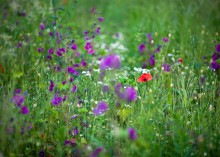 summer palette / ***