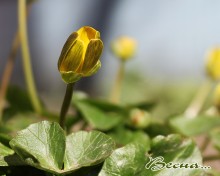 Frühling / ***