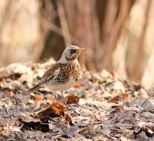On fallen leaves / ***