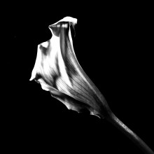 Cala. / ***
