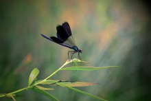 dragonfly / ...