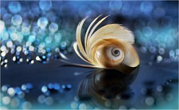 Series &quot;Fantasy with feathers&quot; (5 photos) / [img]http://s019.radikal.ru/i620/1504/e0/92bc33a58f24.jpg[/img]

[img]http://s008.radikal.ru/i306/1504/4e/f4640c27d095.jpg[/img]

[img]http://s018.radikal.ru/i509/1504/3e/e69de1ff77ec.jpg[/img]

[img]http://s14.radikal.ru/i187/1504/41/6c5d60d2d6a1.jpg[/img]