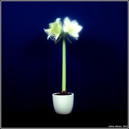 White Amarilis / ***