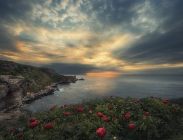 One dawn, sea and wild peonies .... / ***