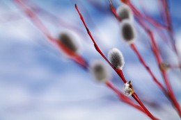 Pussy-willow / ***