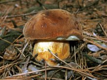 fungus / ***