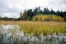 Forest Lake / ***