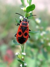 bedbug / ***