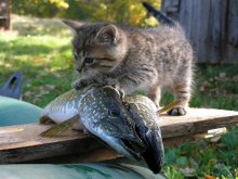 After fishing / ***