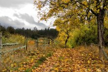 Autumn / ***