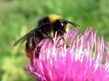 bee / ***