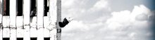 pigeons) / ***