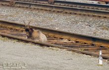 Zähes Leben / ***
