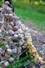 Mushrooms:) / ***