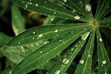 Green / ***