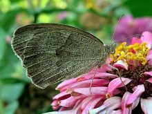 Schmetterling / ***