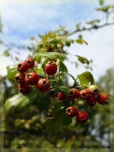 berries / ***
