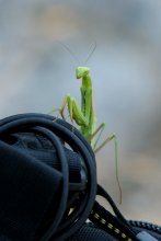 insect / ***