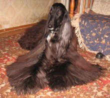 Afghan King / ***
