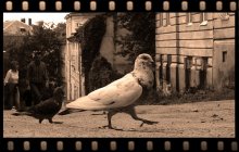 Walk / ***