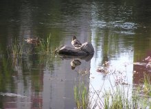Ducks in the city / ***